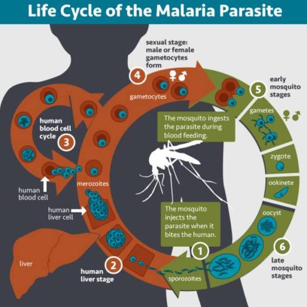 This image shows the lifecycle of the malaria parasite in a person.