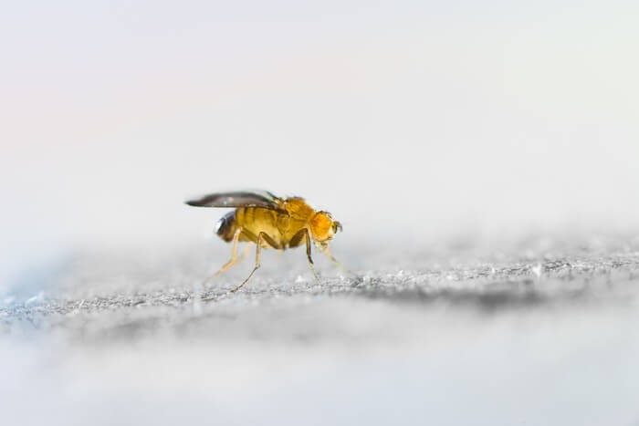 Ageing neutralises sex differences in the brain in fruit flies.