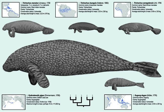 Four surviving members of the sea cow family tree are compared to Stellar’s sea cow, an Aleutian animal nearly twice the size of an African elephant that was hunted to extinction two centuries ago. (Christy Horton from Heritage & Sieffert, PeerJ Fig. 1)