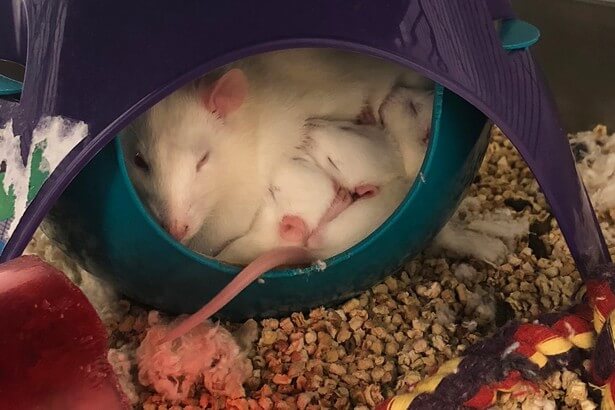 An environmentally enriched mother rat nursing her babies.