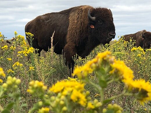 Close-up of a bison at the Konza Prairie Biological Station. Photo courtesy of Jill Haukos.