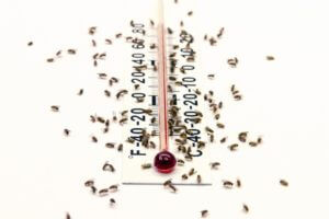 As it turns out, the common laboratory fruit fly, Drosophila, has colonized nearly the entire planet by forming a close association with humans. Not surprisingly, its favorite temperature also matches that of many humans.