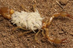 Newly described scorpion species Paruroctonus soda with offspring. (Gayle Laird © California Academy of Sciences)