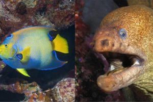 On the left, a royal angelfish in the Atlantic; on the right, a Griffin’s moray in the Pacific. Our brains decide which is more attractive, but according to what aesthetic criteria?