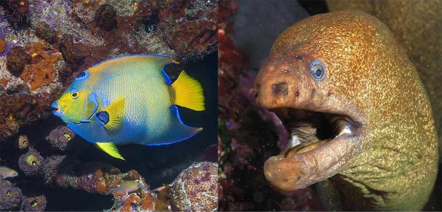 On the left, a royal angelfish in the Atlantic; on the right, a Griffin’s moray in the Pacific. Our brains decide which is more attractive, but according to what aesthetic criteria?