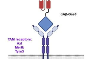 Schematic of a chimeric Gas6 fusion protein. A single chain variable fragment (scFv) of an Amyloid β (Aβ)-targeting monoclonal antibody is fused with a truncated receptor binding domain of Gas6, a bridging molecule for the clearance of dead cells via TAM (TYRO3, AXL, and MERTK) receptors, which are expressed by microglia and astrocytes.