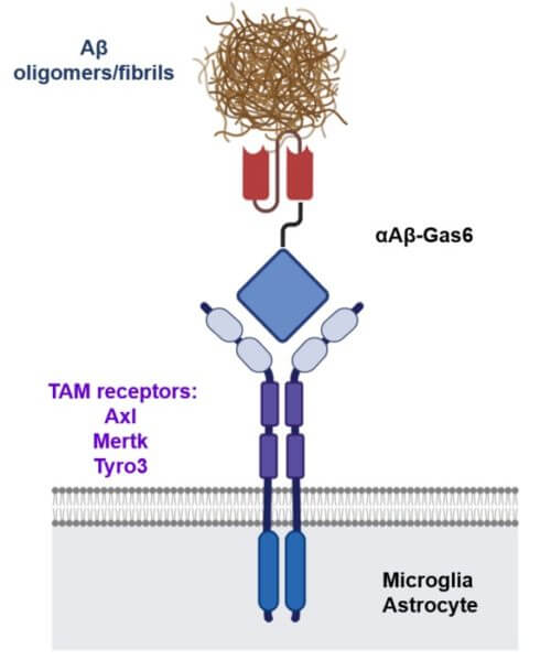 Schematic of a chimeric Gas6 fusion protein. A single chain variable fragment (scFv) of an Amyloid β (Aβ)-targeting monoclonal antibody is fused with a truncated receptor binding domain of Gas6, a bridging molecule for the clearance of dead cells via TAM (TYRO3, AXL, and MERTK) receptors, which are expressed by microglia and astrocytes.