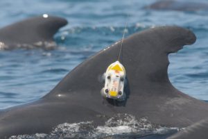 A Duke University-led research team has used acoustic tags to eavesdrop on pilot whales as they forage in waters off Cape Hatteras, N.C. Vocalizations and echoes recorded by the tags reveals the whales alter their hunting behaviors based on the local environment, a trait that may contribute to the species’ success in adapting to shifting prey distributions and other changes now occurring in the world’s oceans.