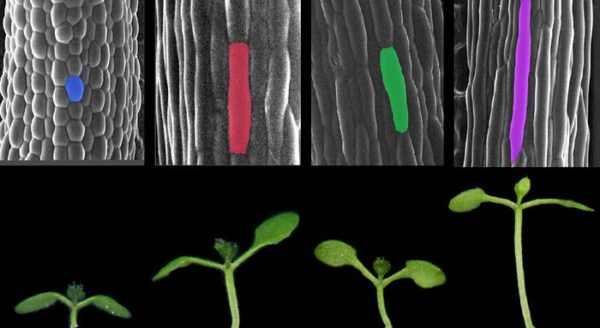 Arabidopsis thaliana cells (top) and seedlings (bottom) in different light and temperature conditions. The seedlings pictured on the far right show accelerated growth in response to shade and warm temperatures.