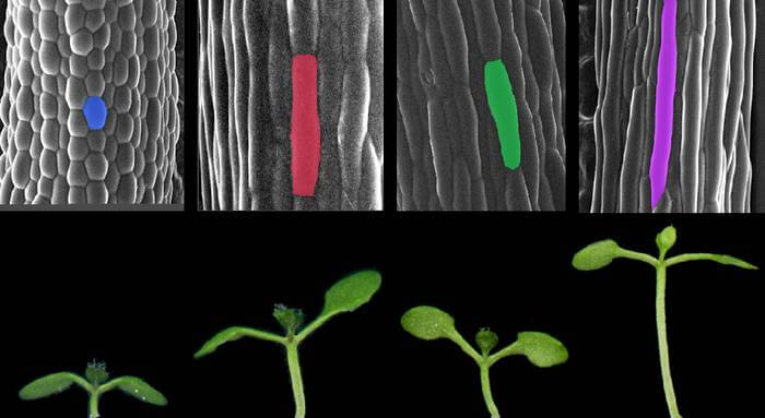 Arabidopsis thaliana cells (top) and seedlings (bottom) in different light and temperature conditions. The seedlings pictured on the far right show accelerated growth in response to shade and warm temperatures.
