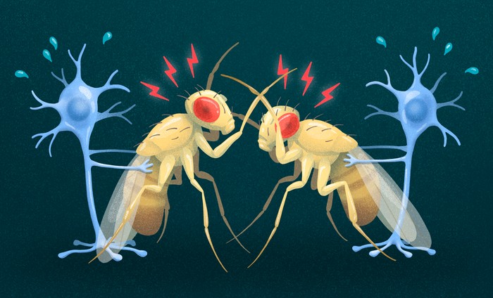 Salk scientists discovered a gene and group of cells that prevent escalated aggression in the brains of fruit flies.