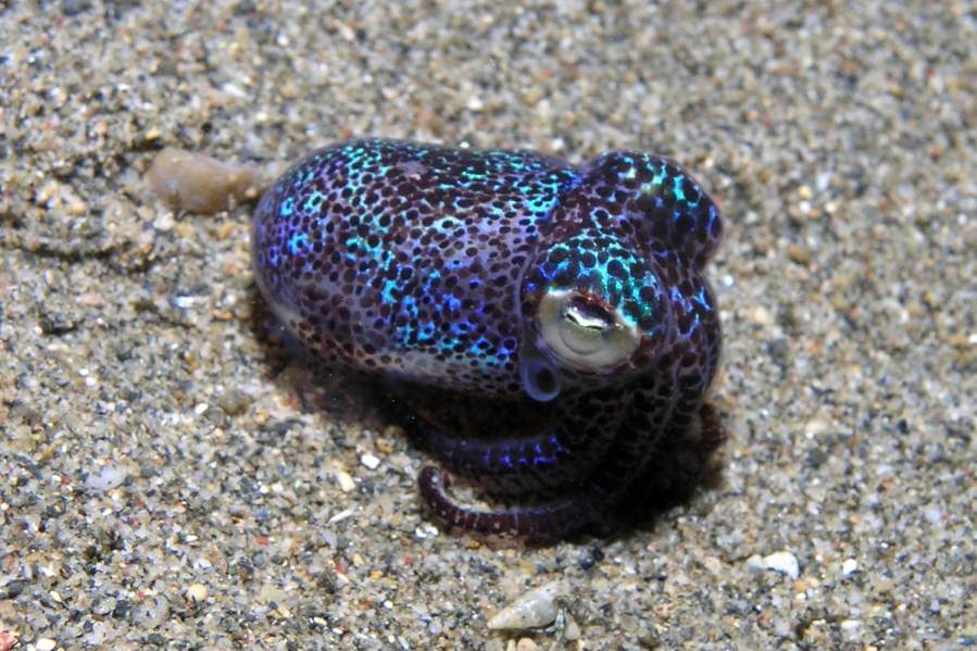 Ocean-dwelling, otherworldly, and intelligent, the bobtail squid possesses a brain that is complex yet very different from our own.