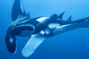 By making the most of social media and downtime during lockdown, a team of KAUST researchers has revealed previously unknown details about the population of oceanic manta rays in the Red Sea.