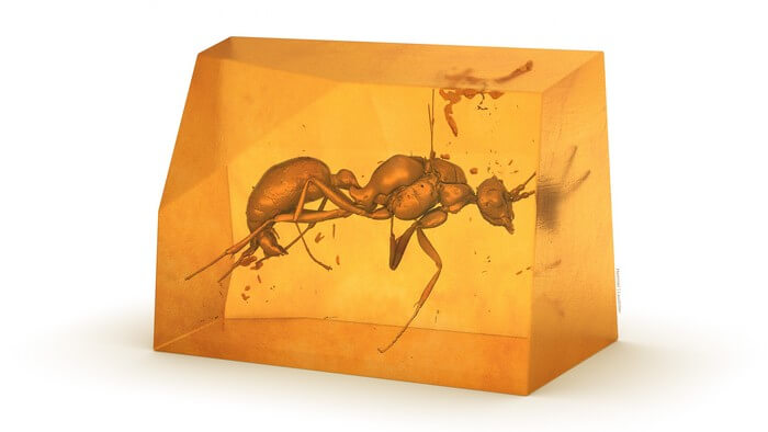 Three-dimensional image of the previously unknown extinct ant species.