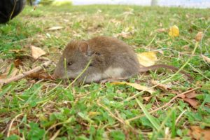 The shaggy soft-haired mouse, found in this study to experience changes in size based on which side of the Andes Mountains the individual lives on.