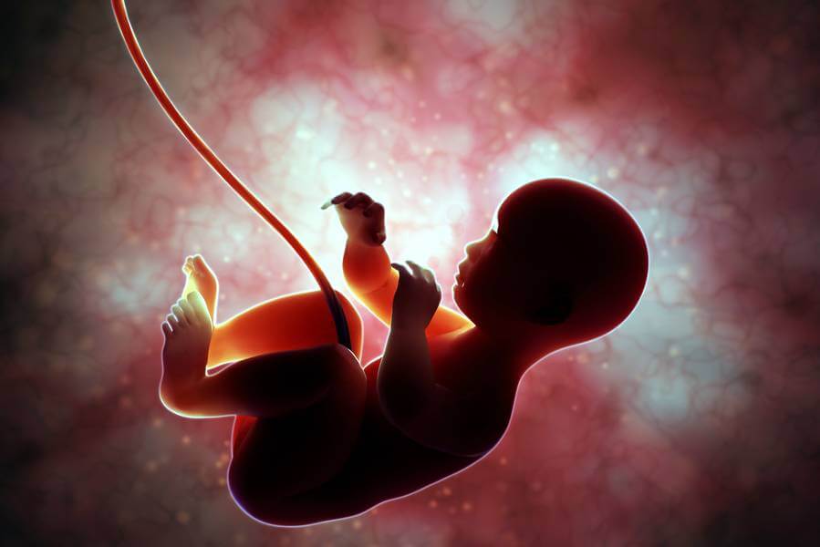 Artustic image of a fetus and umbilical cord.