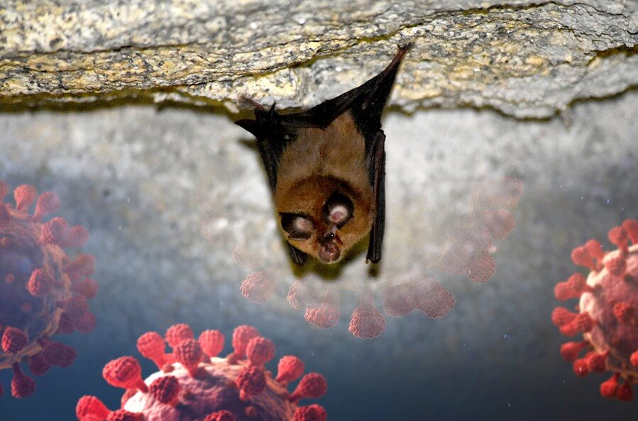Researchers at WSU have found that a sarbecovirus discovered in Russian lesser horseshoe bats is capable of infecting humans and is resistant to the antibodies of people vaccinated against SARS‑CoV‑2.