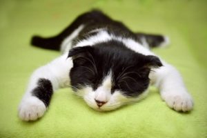 Cat relaxing on green background