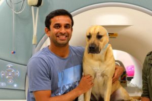 Bhubo, shown with his owner Ashwin Sakhardande, prepares for his video-watching session in an fMRI scanner. The dog's ears are taped to hold in ear plugs that muffle the noise of the fMRI scanner.