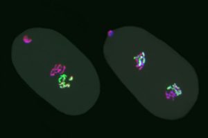 In a study of epigenetic inheritance, researchers created embryos of the worm C. elegans that inherited egg chromosomes properly packaged with the epigenetic mark H3K27me3 and sperm chromosomes lacking the mark. The one-cell embryo on the left inherited the pink chromosomes from the egg and the green chromosomes from the sperm, the colors showing the presence or absence of H3K27me3. The two-cell embryo on the right shows the egg and sperm chromosomes united in each nucleus.