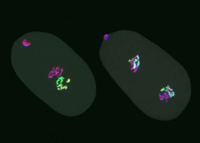 In a study of epigenetic inheritance, researchers created embryos of the worm C. elegans that inherited egg chromosomes properly packaged with the epigenetic mark H3K27me3 and sperm chromosomes lacking the mark. The one-cell embryo on the left inherited the pink chromosomes from the egg and the green chromosomes from the sperm, the colors showing the presence or absence of H3K27me3. The two-cell embryo on the right shows the egg and sperm chromosomes united in each nucleus.