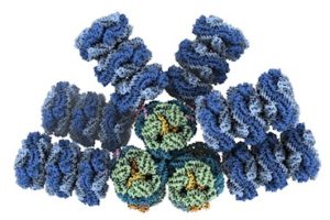 The phycobilisome structure researchers helped reveal. Credit: The Kerfeld Lab/Nature