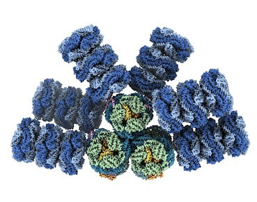 The phycobilisome structure researchers helped reveal. Credit: The Kerfeld Lab/Nature