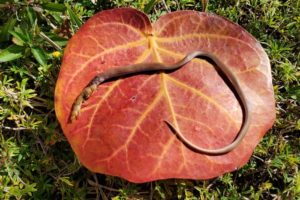 The rim rock crowned snake was found dead in the Florida Keys, locked in lifeless combat with a giant centipede it had managed to swallow halfway.