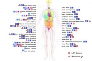 HML-2 ORF Transcripts in the Human Body: This map of the human body (adapted from the GTEx consortium website with permission) displays the possible expressed Human endogenous proviral HML-2 ORFs in each tissue sampled. Blue shapes represent Gag, green represent Pro, pink represent Env and orange/purple represent Rec and Np9 respectively. A square indicates expression due to read through transcription from an adjacent or surrounding gene or otherwise undetermined. A triangle demonstrates LTR driven transcription of viral ORF shown. This map displays the wide range of HML-2 viral ORFs that could be transcribed throughout the body in non-diseased tissue.