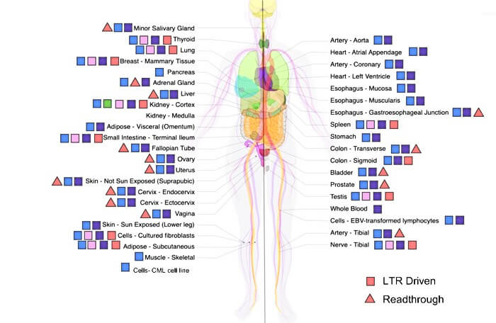 HML-2 ORF Transcripts in the Human Body: This map of the human body (adapted from the GTEx consortium website with permission) displays the possible expressed Human endogenous proviral HML-2 ORFs in each tissue sampled. Blue shapes represent Gag, green represent Pro, pink represent Env and orange/purple represent Rec and Np9 respectively. A square indicates expression due to read through transcription from an adjacent or surrounding gene or otherwise undetermined. A triangle demonstrates LTR driven transcription of viral ORF shown. This map displays the wide range of HML-2 viral ORFs that could be transcribed throughout the body in non-diseased tissue.