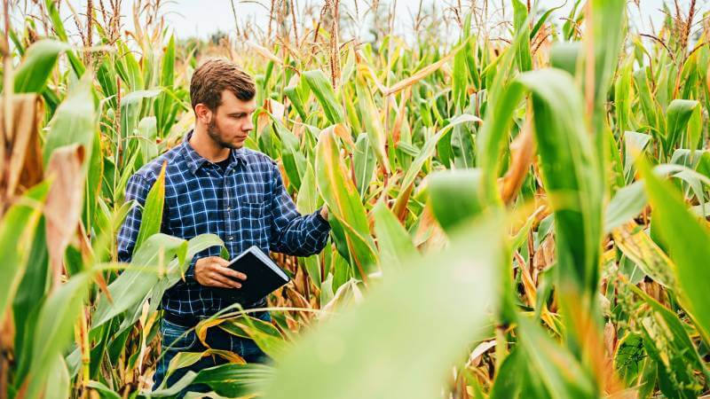 Researcher in corn field