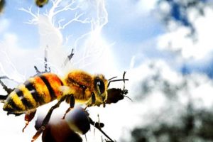 AI rendering of bees and electricity