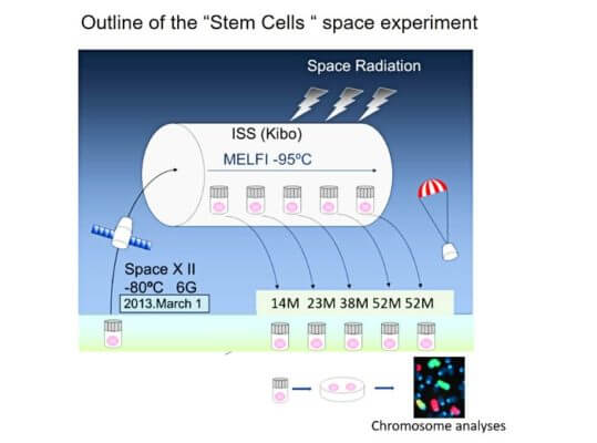Frozen mouse embryonic stem cells were launched from the ground to the International Space Station, stored for a long period of time, recovered on the ground, and examined for chromosome aberrations.