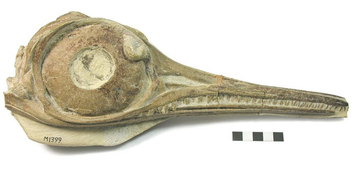 The skull of Ichthyosaurs Hauffiopteryx typicus from the Strawberry Bank Lagerstätte one of the specimens that were the subject of this study