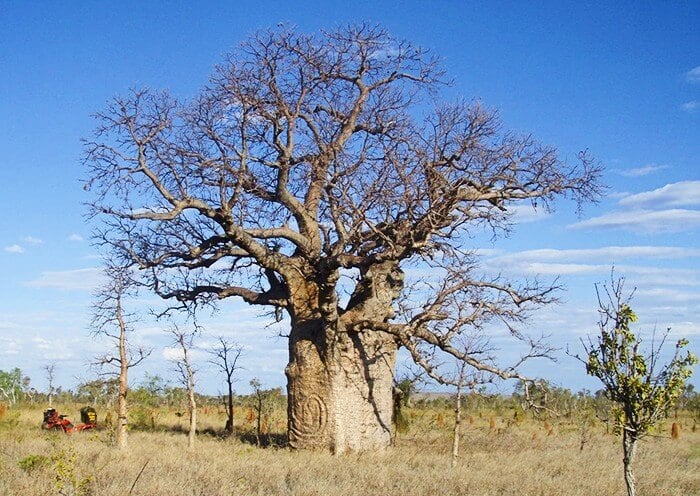 Large boab tree with coiled snake carving, northern Tanami Desert.