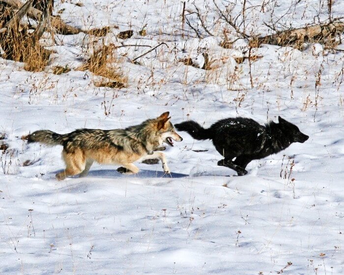 Members of the Druid Peak Pack in Yellowstone National Park engage in a game of chase. The gray colored wolf on the left represents the homozygous gray phenotype, while the black colored wolf on the right represents the K-locus black phenotype. Credit: Daniel Stahler/NPS
