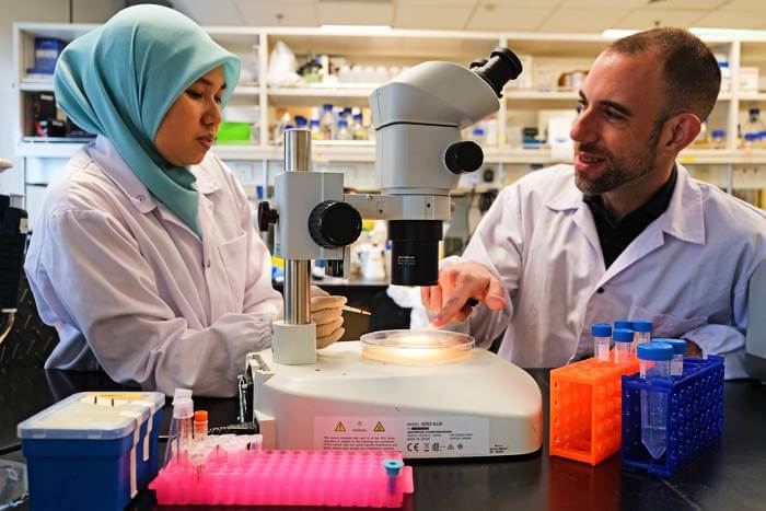 NTU Singapore scientists led by Assoc Prof Guillaume Thibault have found that a stress response in cells, when ‘switched on’ at a post-reproductive age, could be the key to slow down ageing and promote longevity.