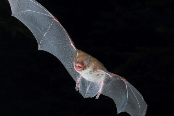 Bats use death metal “growls” to make social calls