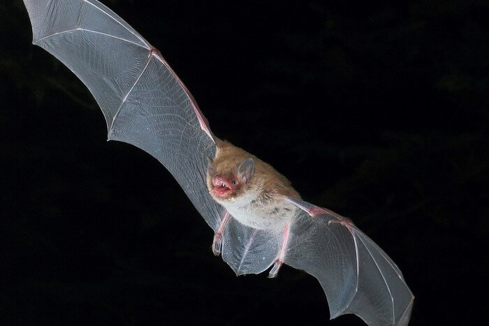Daubenton's bat (Myotis daubentonii) echolocating in flight.