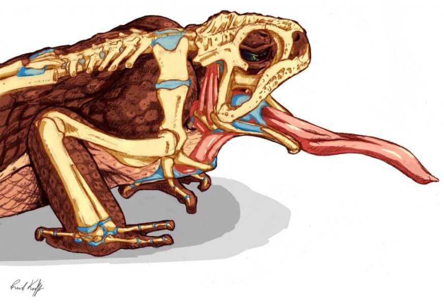Cane toads swallow food using a complex pulley system of cartilage and  muscle 