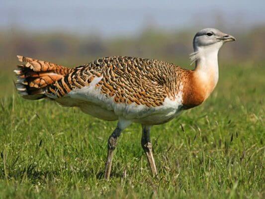 great bustard (Otis tarda) in the wild