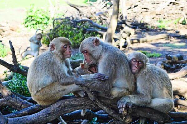 Female monkeys ‘actively reduce’ social network as they age