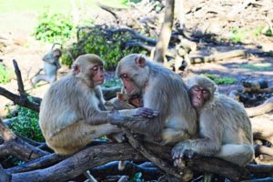 Rhesus macaques on Cayo Santiago