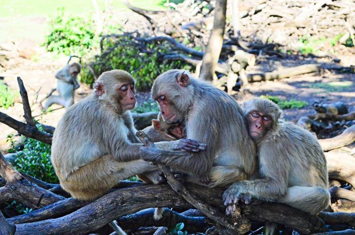 Rhesus macaques on Cayo Santiago