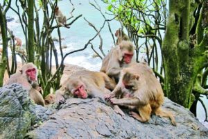Rhesus macaques on Cayo Santiago grooming each other