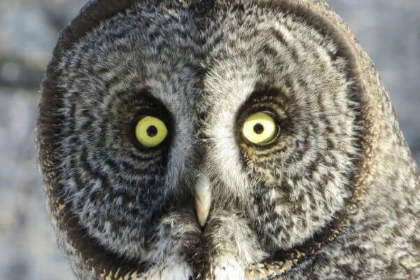 How giant-faced owls snag voles hidden in snow