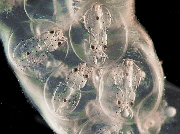 Four squid embryos in their egg sac. These are the squid species Doryteuthis pealeii.