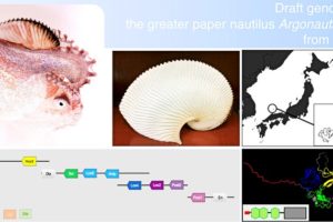 Shown are photographs of A. argo and its paper-thin eggcase; a map of the location off Oki Island, Japan, where the sequenced specimen was caught; the nearly intact Hox gene cluster, which was previously thought to be fragmented in all octopuses; and a depiction of the A. argo LamininG3 protein, which is homologous to a protein in the nautilus shell but does not appear to be present in the eggcase of A. argo.