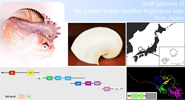 Shown are photographs of A. argo and its paper-thin eggcase; a map of the location off Oki Island, Japan, where the sequenced specimen was caught; the nearly intact Hox gene cluster, which was previously thought to be fragmented in all octopuses; and a depiction of the A. argo LamininG3 protein, which is homologous to a protein in the nautilus shell but does not appear to be present in the eggcase of A. argo.