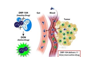 Johns Hopkins researchers design ‘prodrug’ that targets cancer cells’ big appetite for glutamine, leaving healthy cells unharmed
